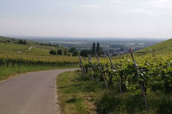 Straße am Weinhang