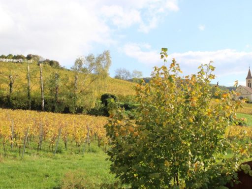 Weinreben im Ort